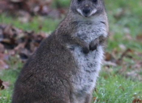 Parma-Wallaby