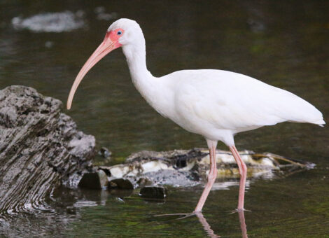 ibis-bily