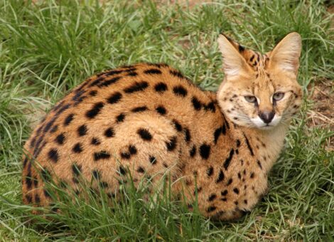 serval-stepni