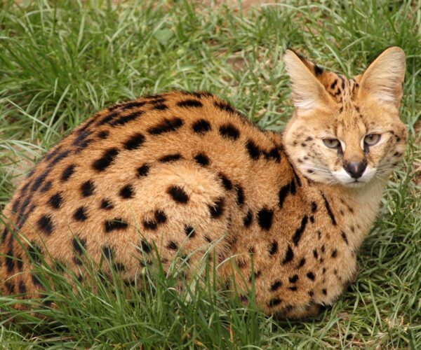 serval-stepni